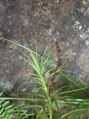 Dracophyllum secundum