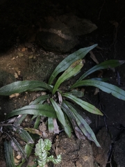 Notogrammitis billardierei