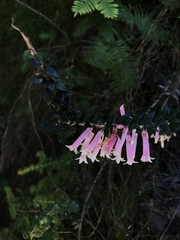 Epacris reclinata
