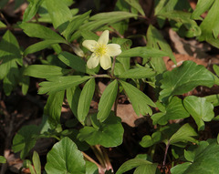 Anemonoides × lipsiensis