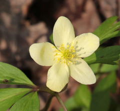 Anemonoides × lipsiensis