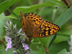 Argynnis kamala