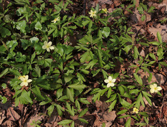 Anemonoides × lipsiensis