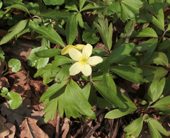 Anemonoides × lipsiensis