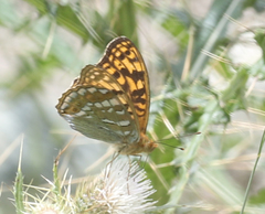 Argynnis kamala