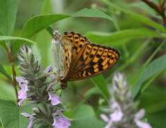 Argynnis kamala