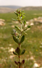 Callipeltis factorovskyi