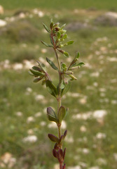 Callipeltis factorovskyi