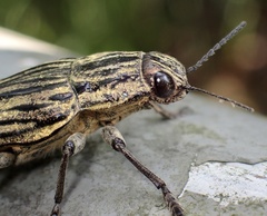 Chalcophora japonica