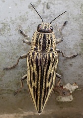 Chalcophora japonica