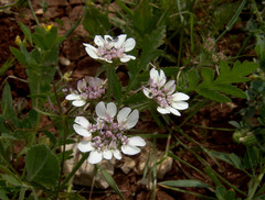 Lisaea strigosa