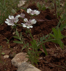 Lisaea strigosa