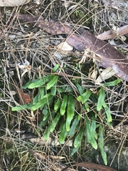 Notogrammitis billardierei