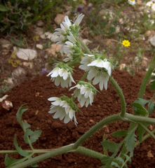 Lisaea strigosa