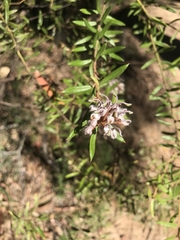 Grevillea phylicoides