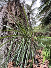 Dianella nigra