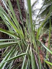 Dianella nigra