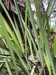 Dianella nigra
