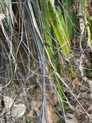 Dianella nigra