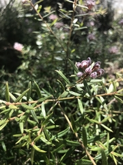 Grevillea phylicoides