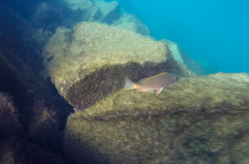 Ocean whitefish