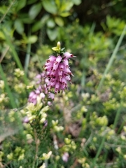 Erica carnea