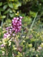 Erica carnea