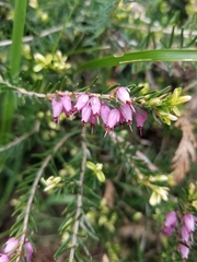 Erica carnea