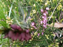 Erica carnea