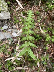 Athyrium oppositipennum