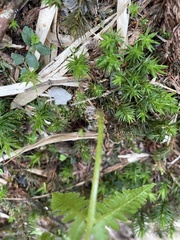 Athyrium oppositipennum
