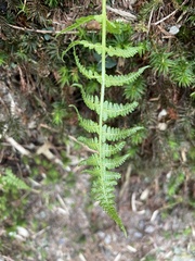 Athyrium oppositipennum