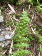 Athyrium oppositipennum