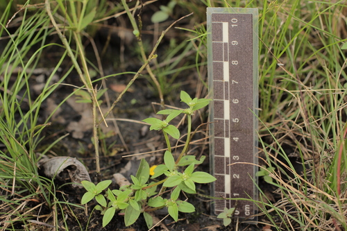 Spermacoce prostrata iNat (2)