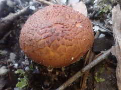 Tricholoma eucalypticum