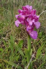 Anacamptis papilionacea grandiflora
