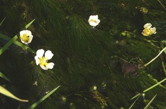 Ranunculus pseudofluitans