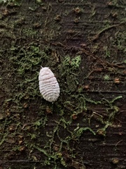 Coelostomidia zealandica