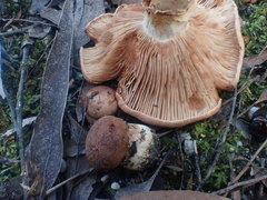 Tricholoma eucalypticum