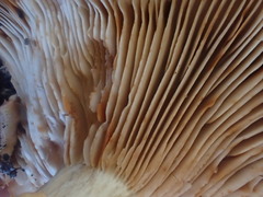 Tricholoma eucalypticum