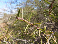Acacia rhigiophylla