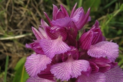 Anacamptis papilionacea grandiflora