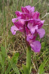 Anacamptis papilionacea grandiflora