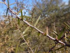 Acacia rhigiophylla