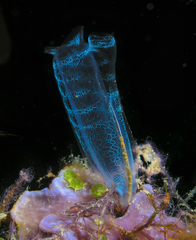 Rhopalaea
