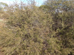 Acacia rhigiophylla