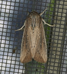 Leucania subpunctata