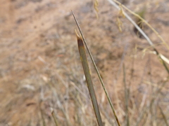 Lomandra effusa
