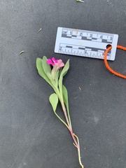 Silene hookeri