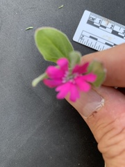 Silene hookeri